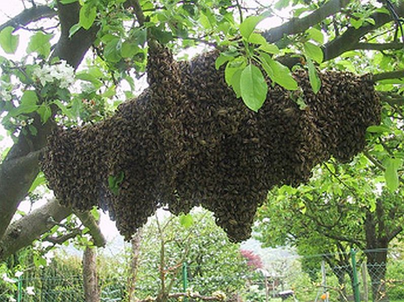 Bienenschwarm