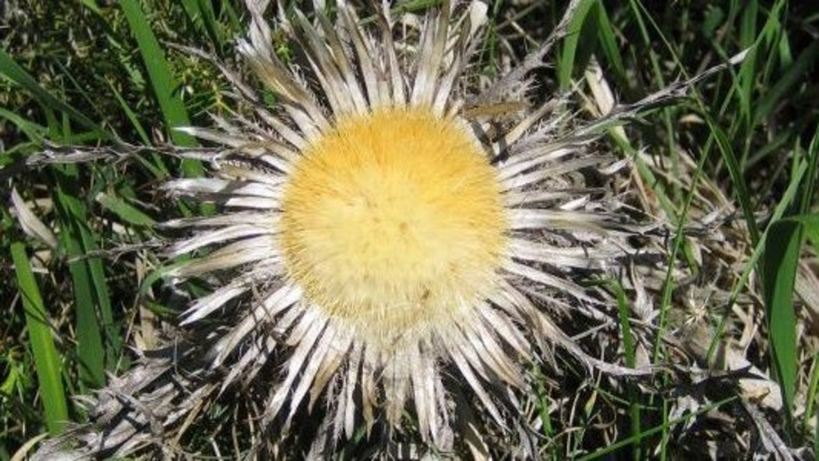 Silberdistel